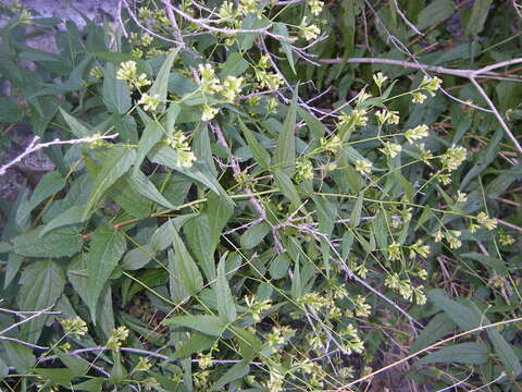 Image of shrubby thoroughwort