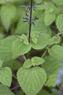 Imagem de Salvia tiliifolia Vahl