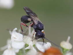 Image of braconid wasps