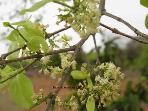 Image of Black bitterberry