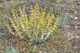 Слика од Phlomis lychnitis L.