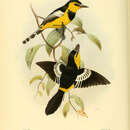 Слика од Machaerirhynchus nigripectus Schlegel 1871