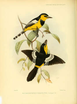 Image of Machaerirhynchus Gould 1851