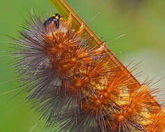 Imagem de Spilosoma Curtis 1825