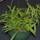 Image of Hoya pauciflora Wight
