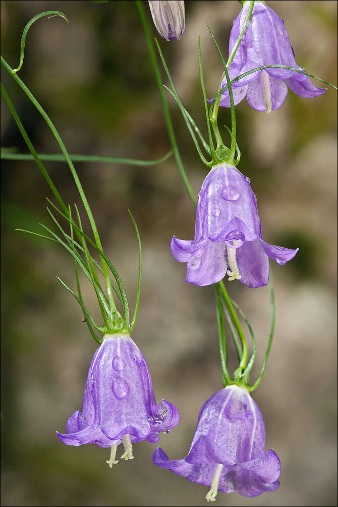 Image of Campanula carnica subsp. carnica