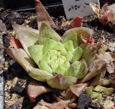 Image of Haworthia