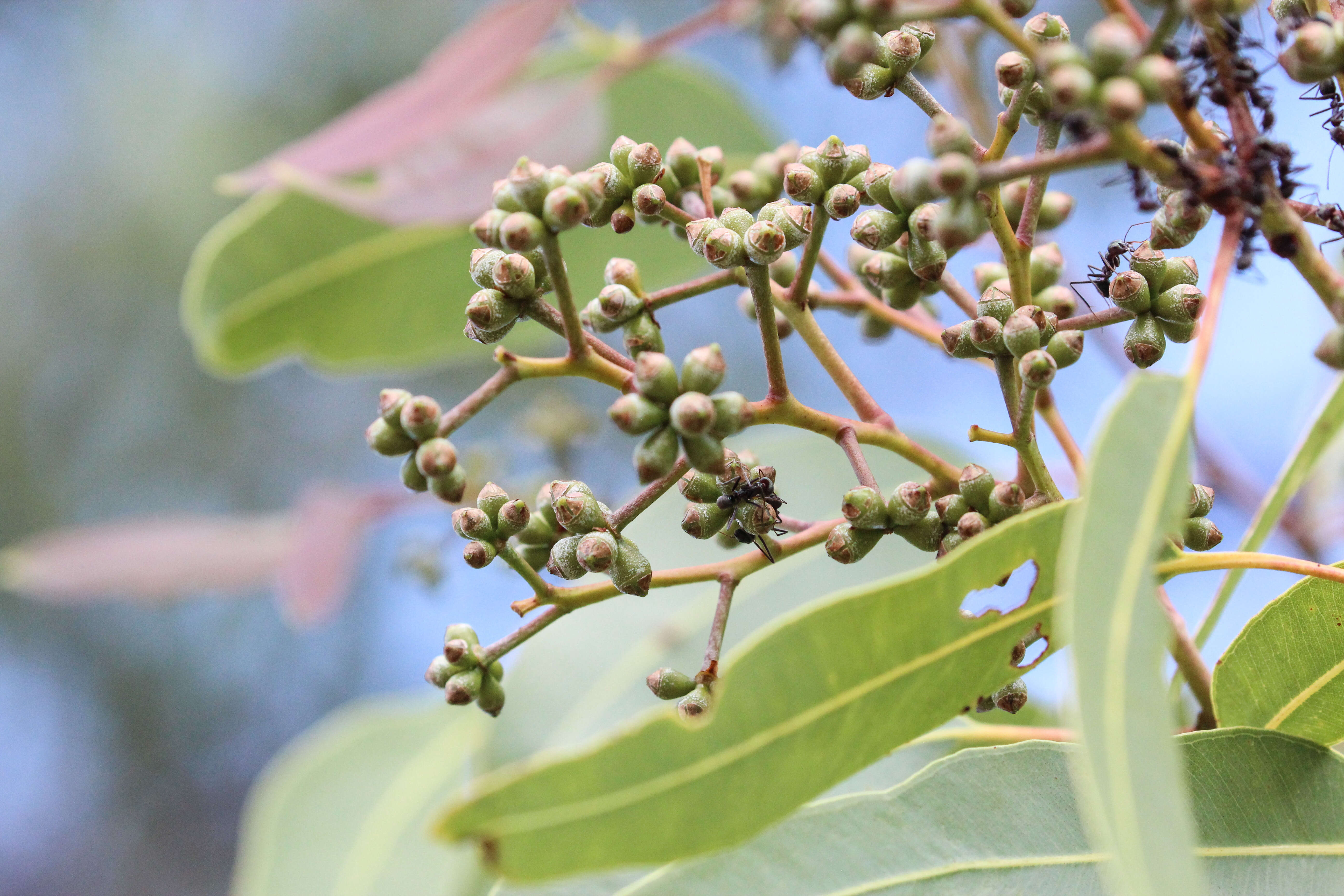 Image of corymbia