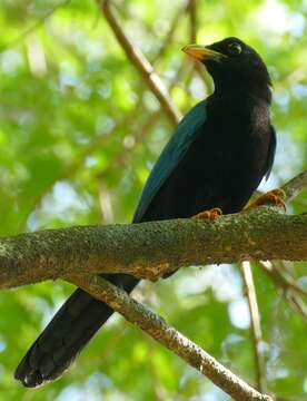 Image of Yucatan Jay