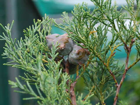 Image of African cypress