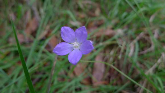 Image of Wahlenbergia gracilenta Lothian