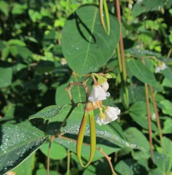 Image of flytrap dogbane