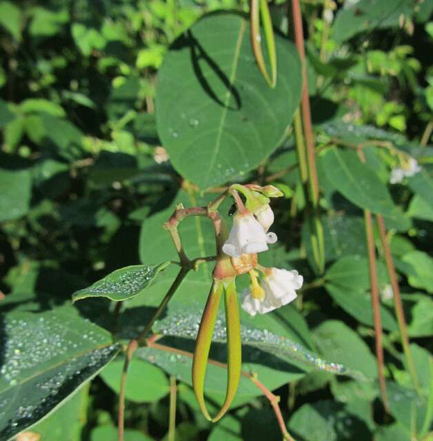 Image of flytrap dogbane