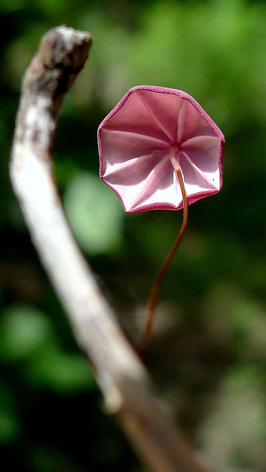 Image de Marasmius haematocephalus (Mont.) Fr. 1838