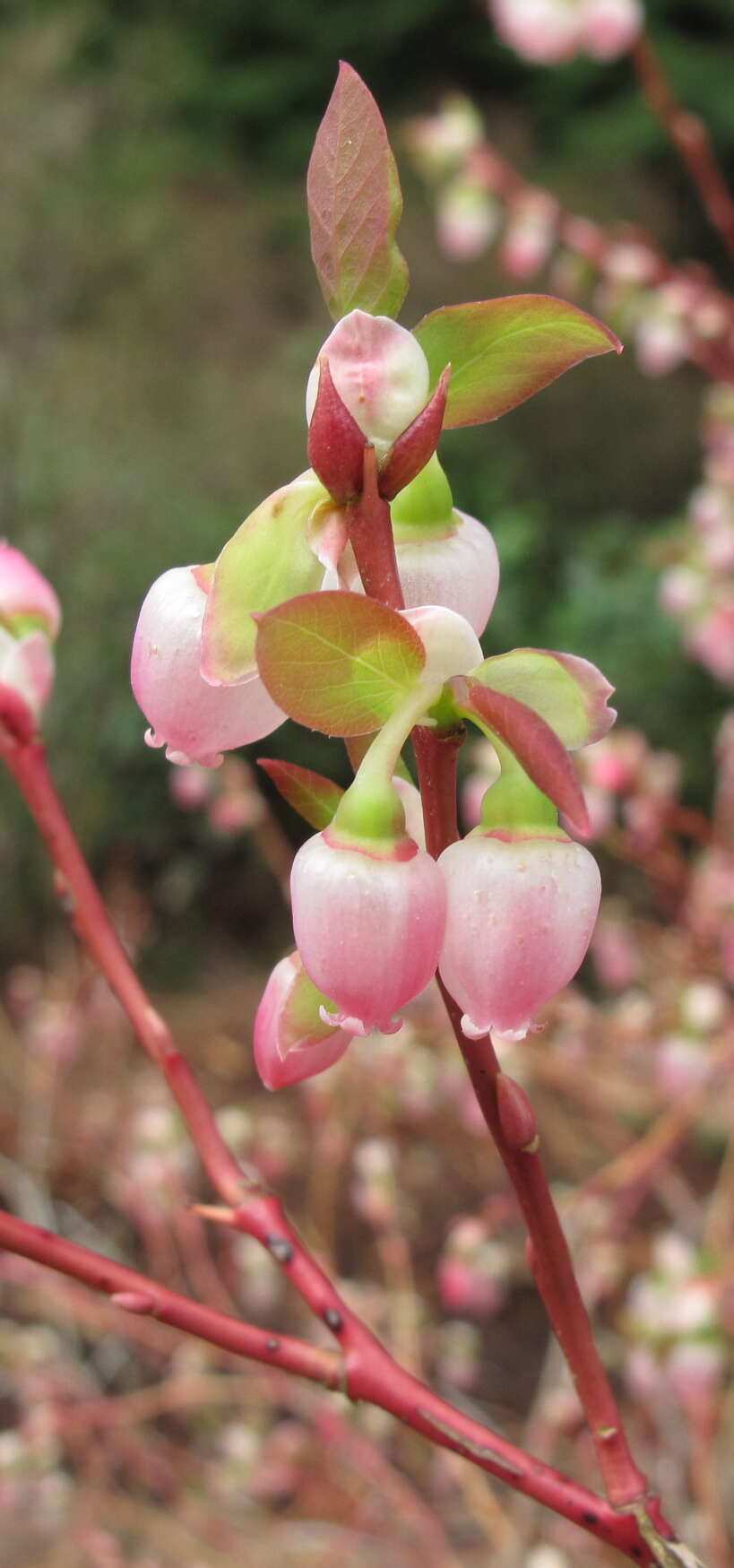 Image of blueberry