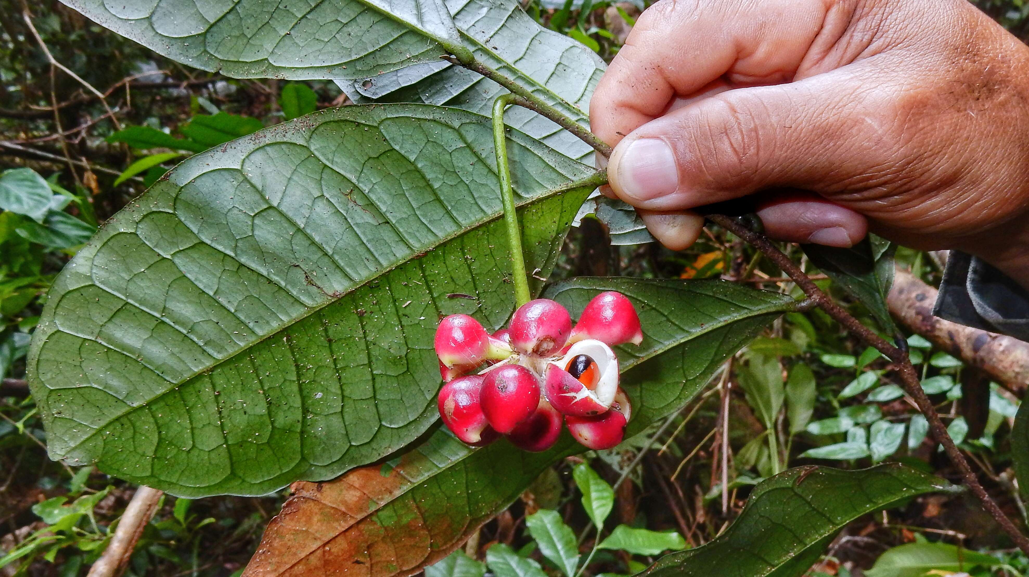 Image of Cymbopetalum brasiliense (Vell.) Benth. ex Baill.