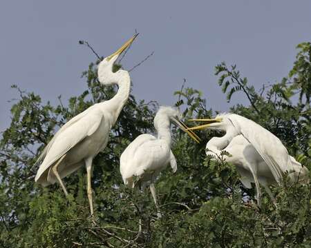 Image of Great Egret