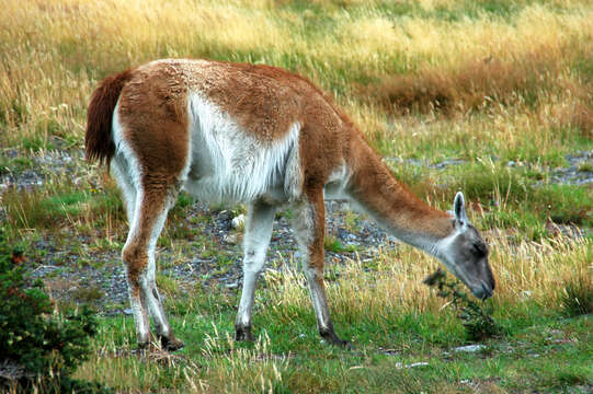 Image of Guanaco