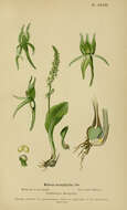 Image of Adder's-mouth orchid