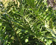 Image of leatherfern