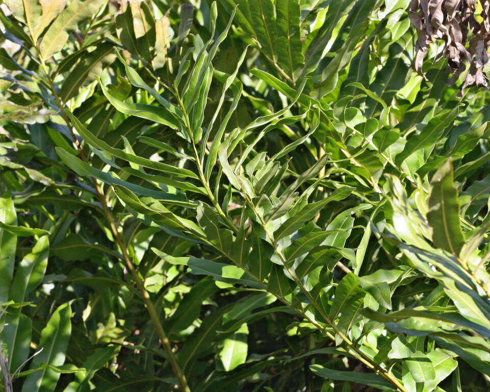 Image of giant leather fern