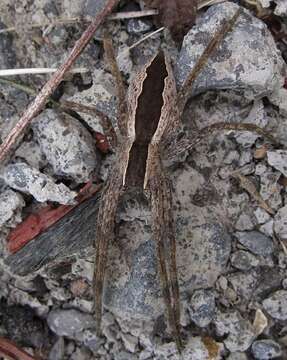 Image of Nursery Web Spiders