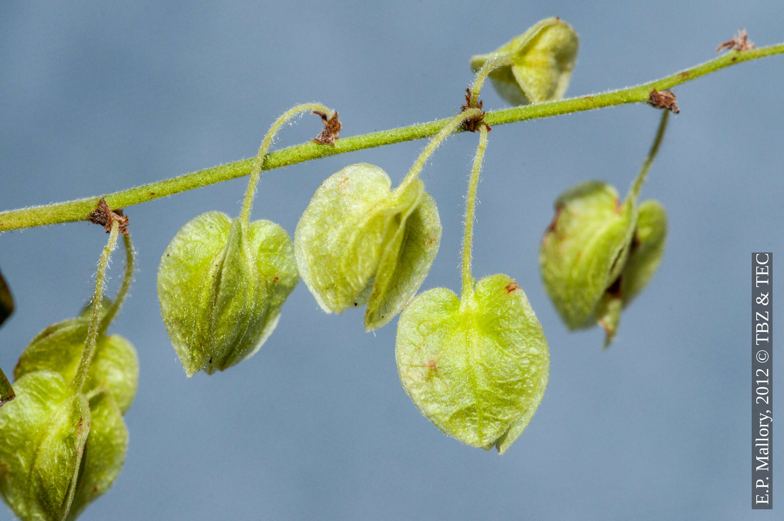 Image of Gymnopodium