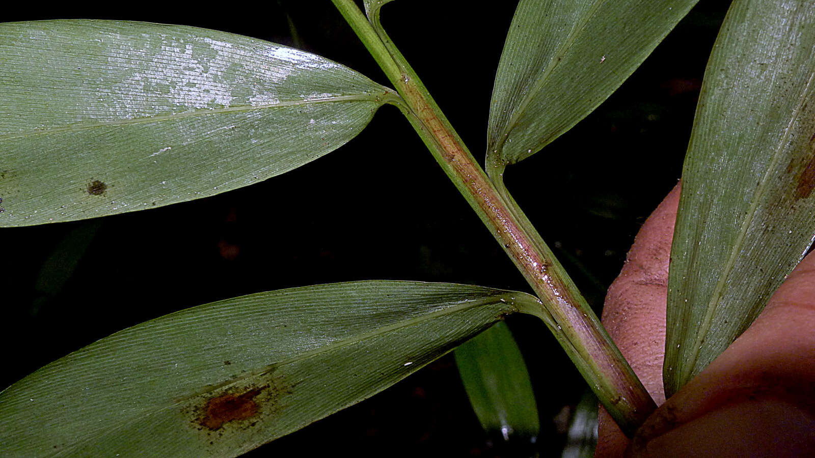 Image of stalkgrass