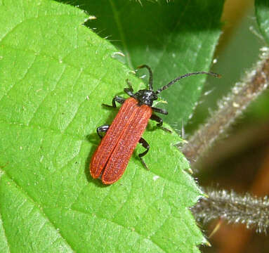 Image of Lycidae