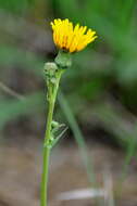 Sivun Sonchus maritimus subsp. aquatilis (Pourr.) Nym. kuva