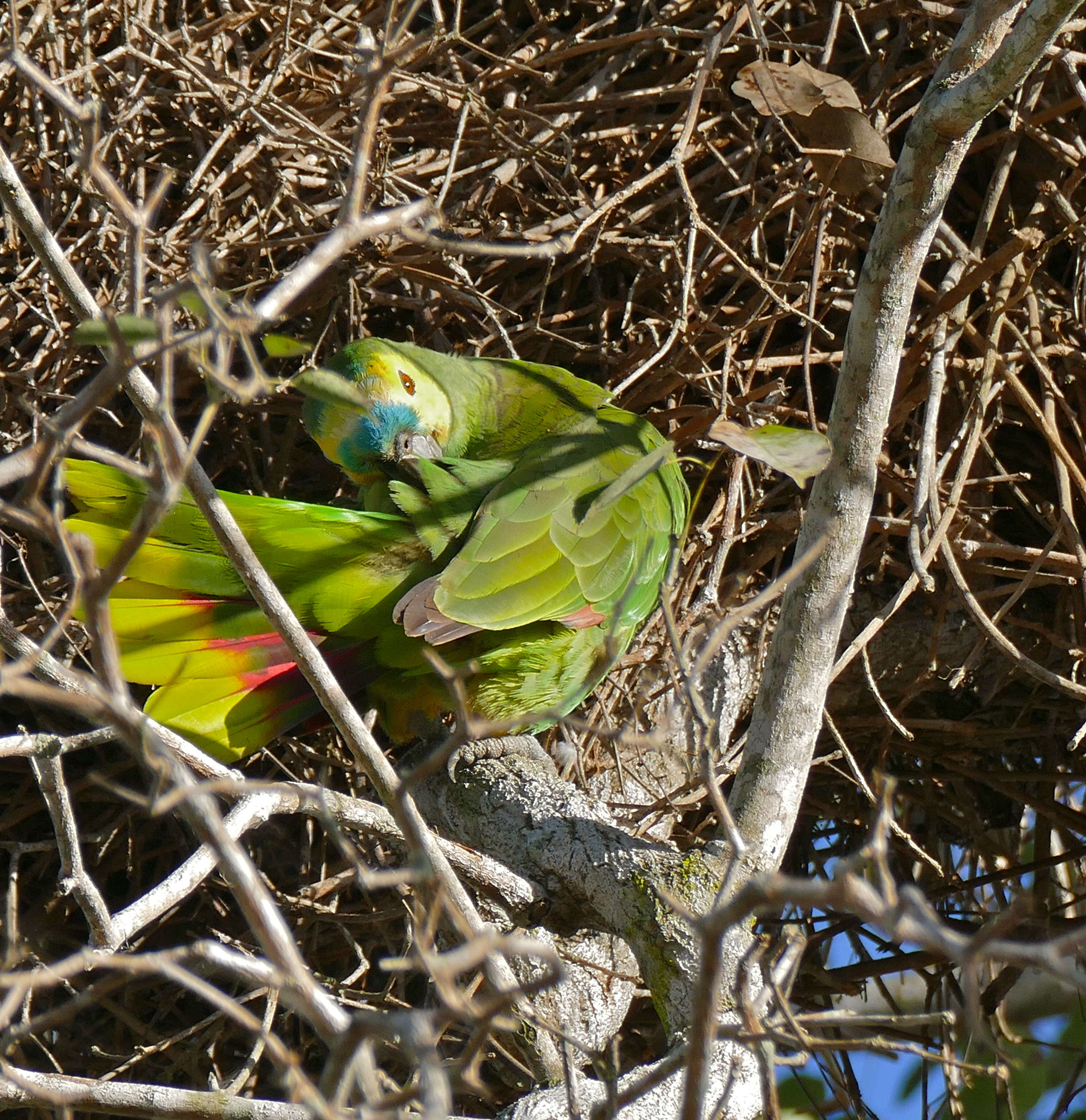 Image of Blue-fronted Amazon