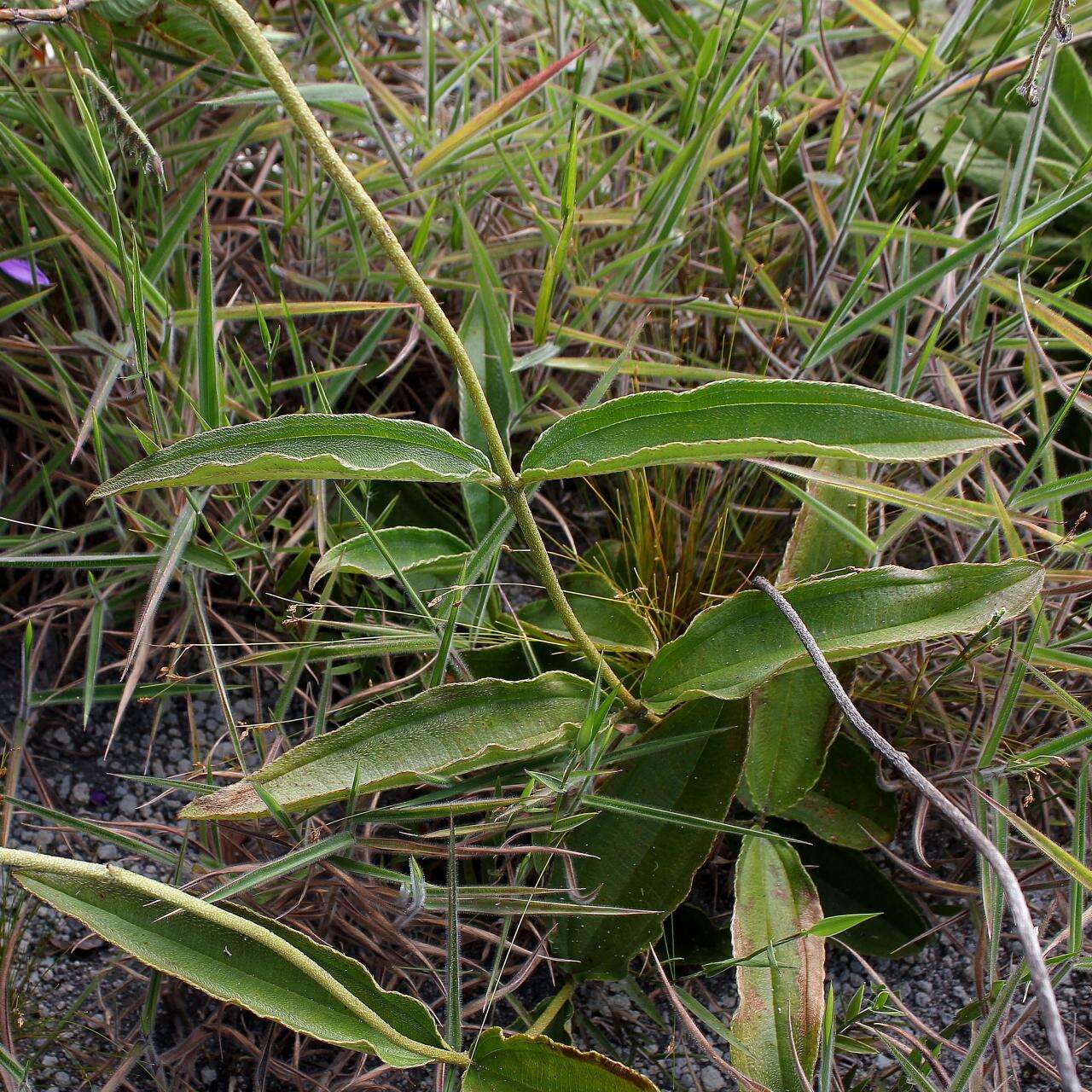 Pleroma aegopogon (Naud.) Triana resmi