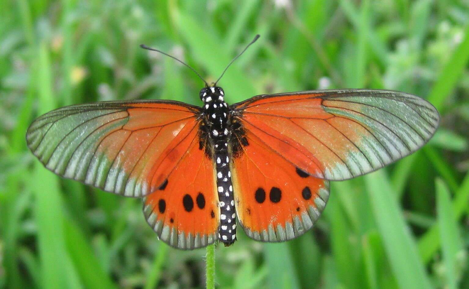 Image of Acraea igola Trimen 1889