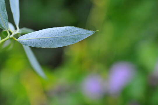 Image of White Willow