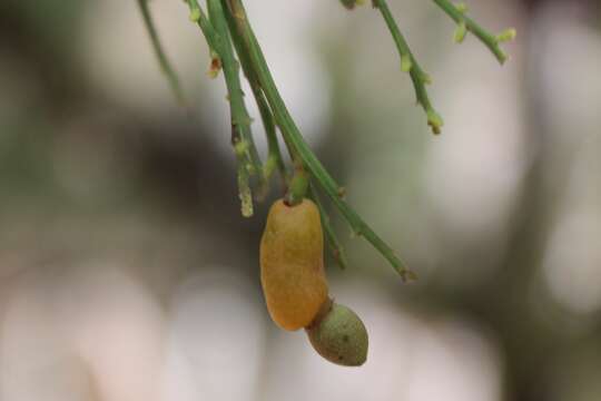 Image of Exocarpos cupressiformis Labill.