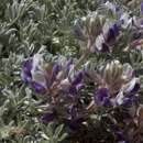 Image of matted lupine