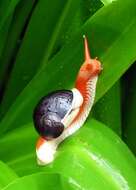 Image of black-faced snails