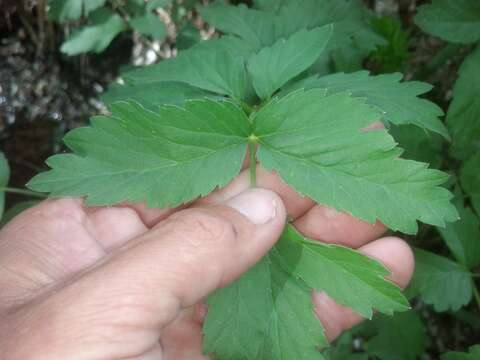 Image of spotted water hemlock