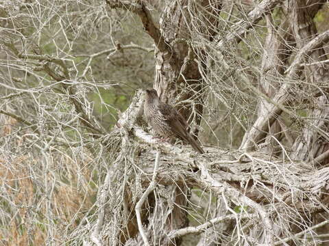 Image of Brush Wattlebird