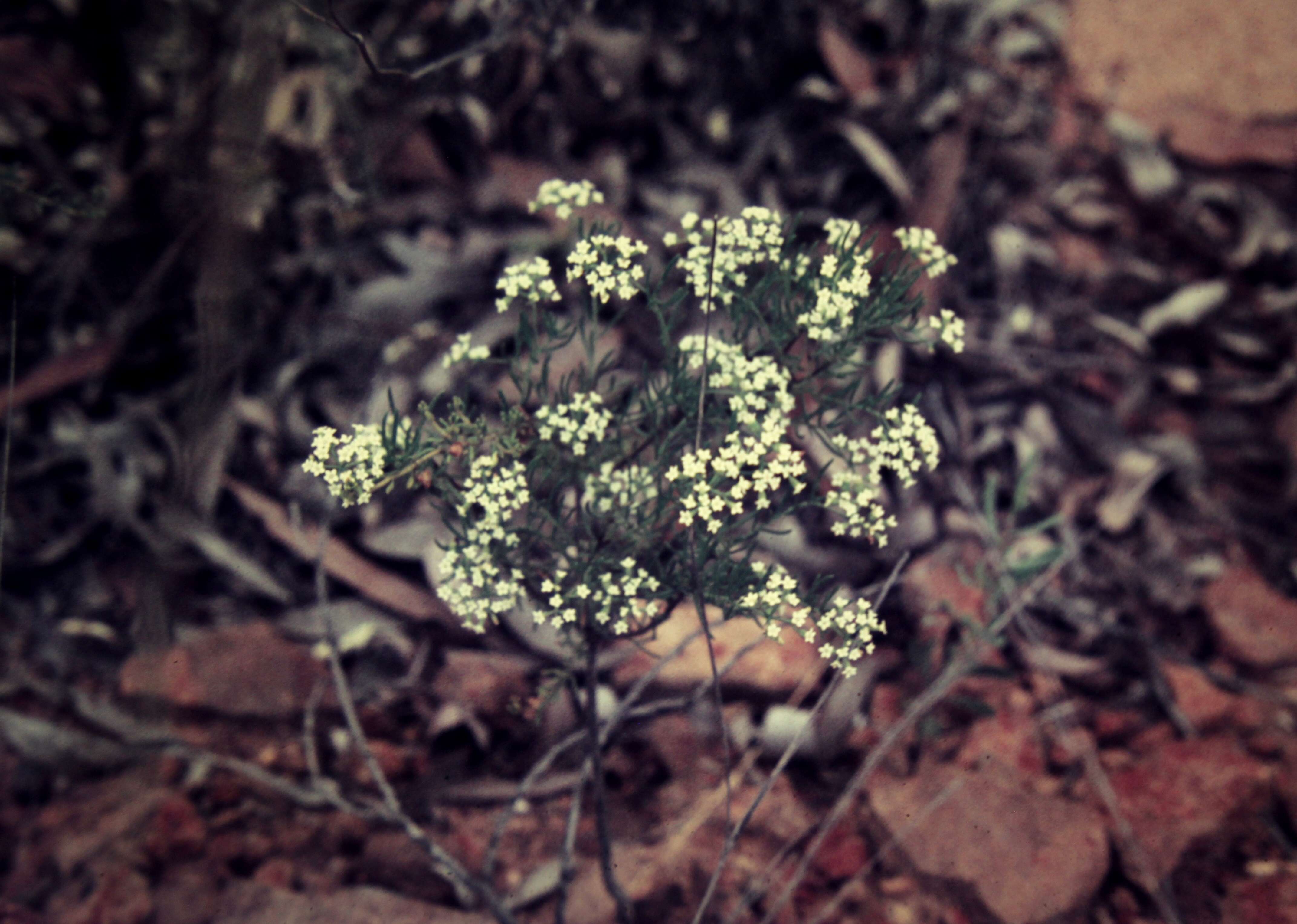 Image of Platysace ericoides (Sieb. ex DC.) C. Norman