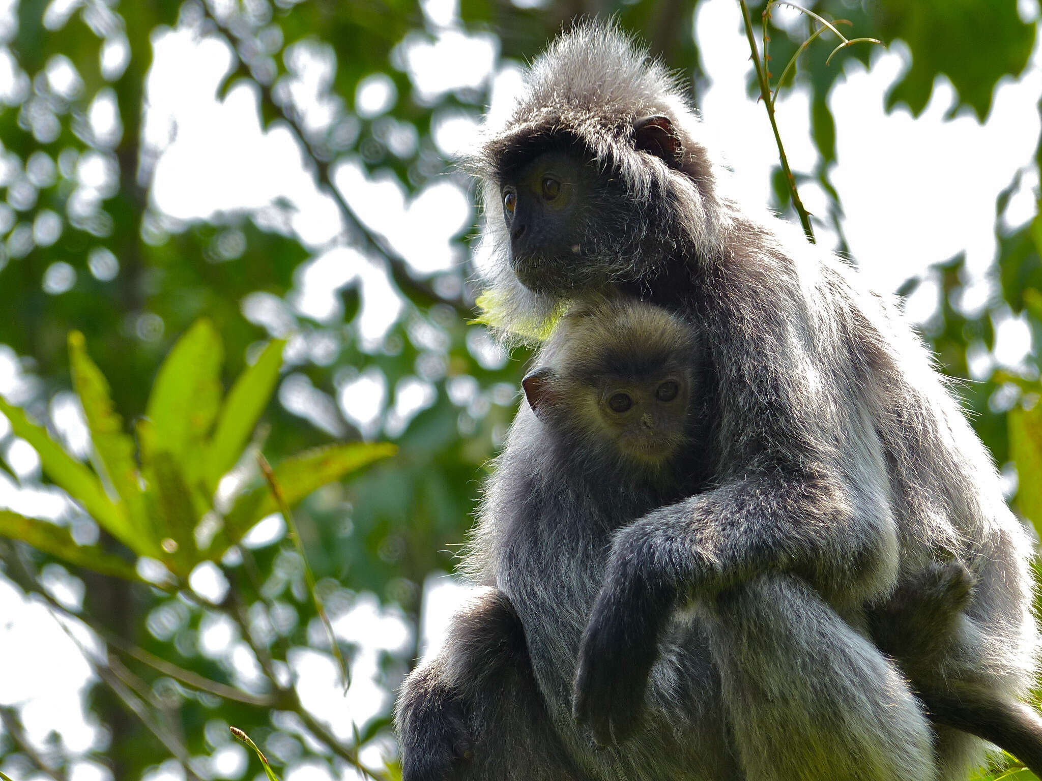 Image of Silvered Langur