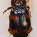 Nicrophorus (Nicrophorus) maculifrons (Kraatz 1877) resmi