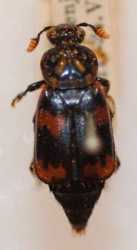 Image of Nicrophorus (Nicrophorus) maculifrons (Kraatz 1877)