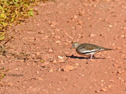 Image of Columbina Spix 1825