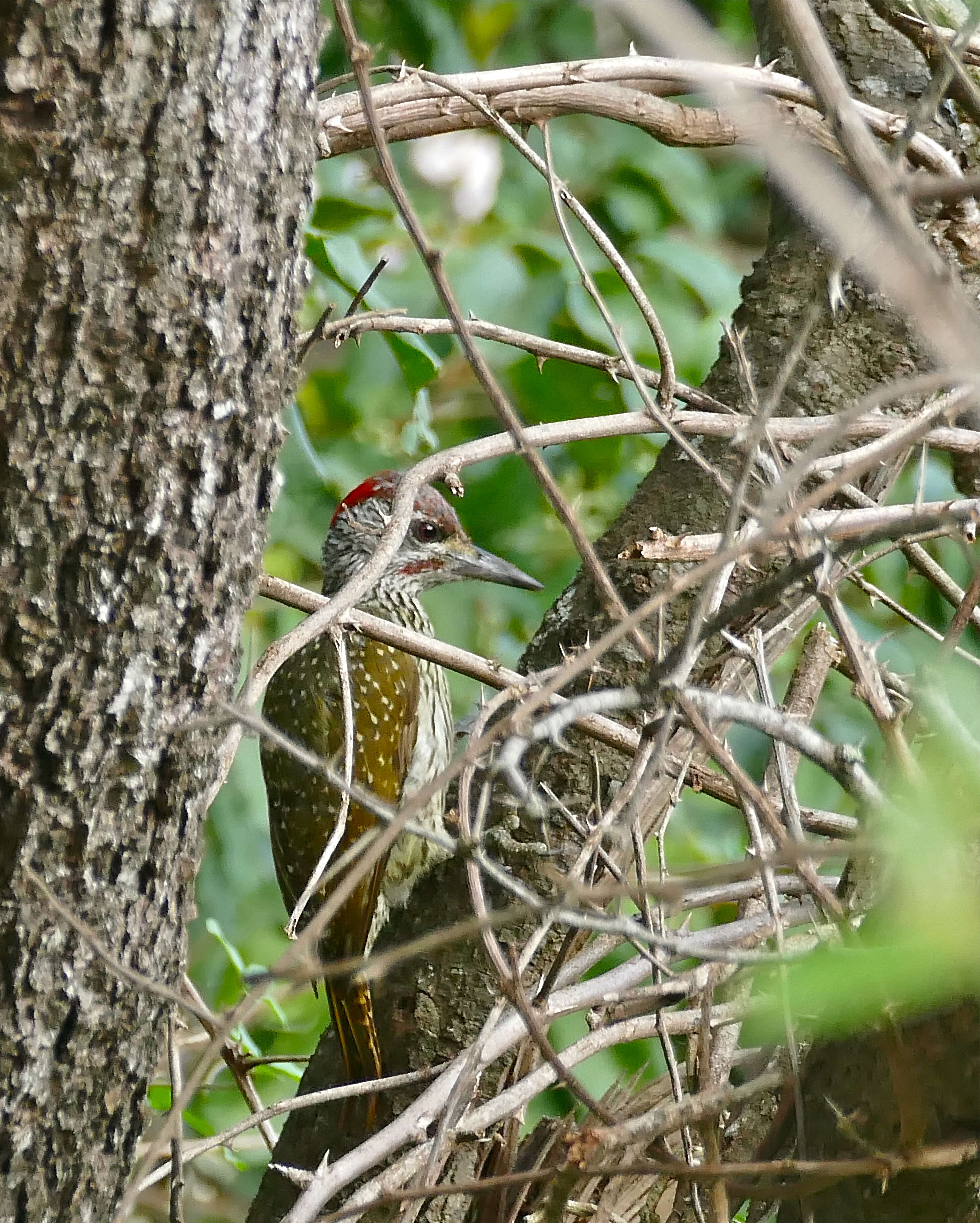 Image of Golden-tailed Woodpecker