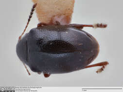 Image of Galerucinae