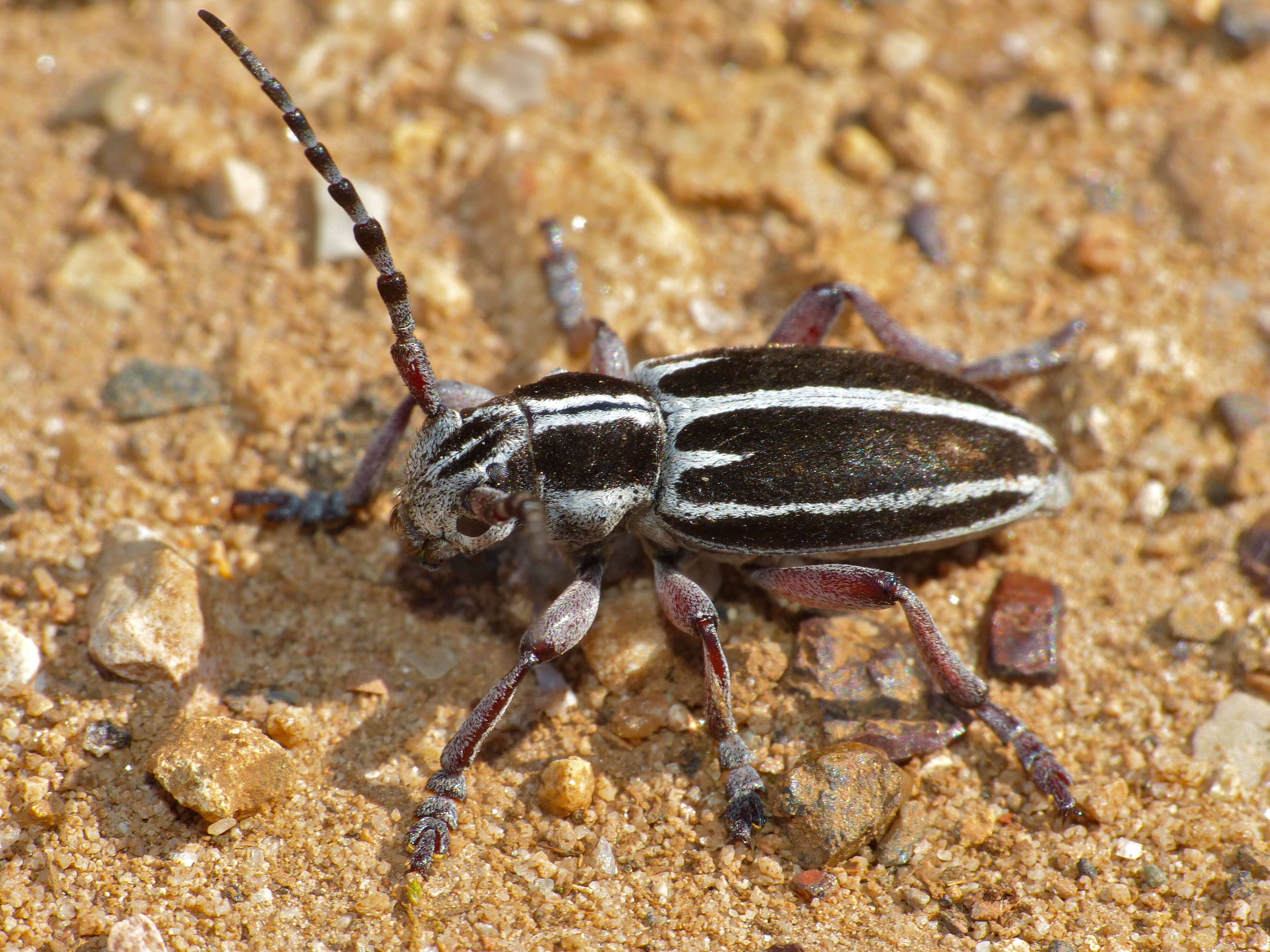 Image of Iberodorcadion