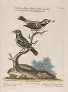 Image of Setophaga Swainson 1827