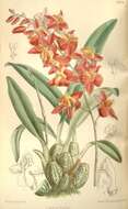 Image of Oncidium noezlianum (Mast.) M. W. Chase & N. H. Williams