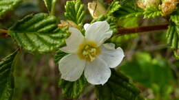 Imagem de Turnera calyptrocarpa Urb.